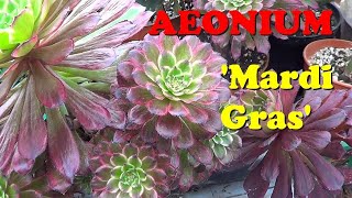 The Plant Traveller: Aeonium Mardi Gras  #succulents