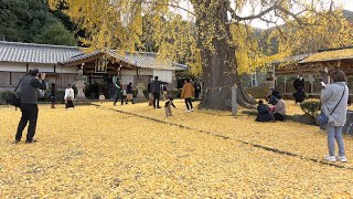 【4K】丹生酒殿神社(にうさかどのじんじゃ)のイチョウ Ginkgo biloba at Niu-sakadono Shrine (Wakayama, Japan) (2022)