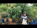 How To Grow a Mango Tree In a Pot! 3 Times Direct Fertilization to Flower in The Rainy Season.