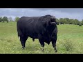 Magnificent Angus bull explains the business of cattle ranching in one minute flat.