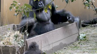 Gorilla Genki Mama 💗 Throw leaves at the punch of Momotarou Daddy \