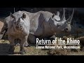 African rhinos return to Zinave National Park, Mozambique