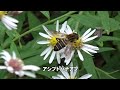 30秒の心象風景12798・野の花に～ハナアブと蛾の仲間～