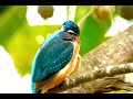 bird in takeo cambodia 2 តំបន់ការពារទេសភាពបឹងព្រែកល្ពៅ ខេត្តតាកែវ