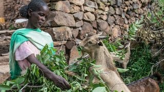 Regreening the valley in Tigray