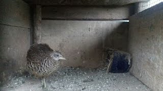 Playtube Pk Ultimate Video Sharing Website