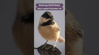 Relaxing CALM Music | Black-capped Chickadee Call