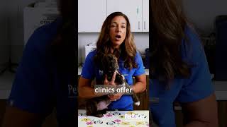 Low Cost Spay and Neuter Options | Vet Explains