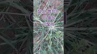 잘 안 뽑히는 이 풀은 이렇게 This grass, which is not easily pulled out,  like this #잡초 #잡초제거  #풀제거 #김매기