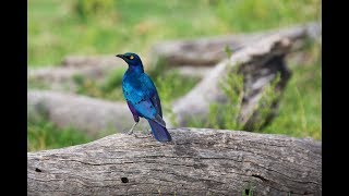 Greater Blue Eared Starling, The Gorgeous Mystery Bird