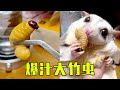 Taste the big bamboo worms in popping sauce【李公子的蜜袋鼯L】