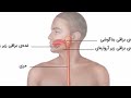 اگر هنگام خوردن آب یا غذا در مجرای تنفس برود چه میشود حتماً بدانید شگفتی های بدن انسان