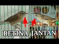 Cara membedakan kerak basi jantan dan betina