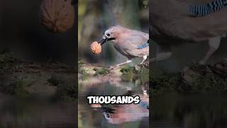 Eurasian Jays: Nature's Sneaky Spies #shorts #animalfacts #sciencefacts #shortsviral #wildlife