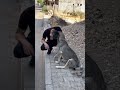 horlayan köpek şino 💙💙🥰 shortvideo shortsvideo short