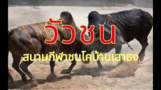 สุดยอดกีฬาวัวชน #สนามกีฬาชนโคบ้านเสาธง