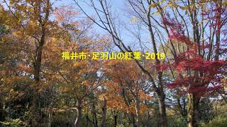 足羽山の紅葉2019