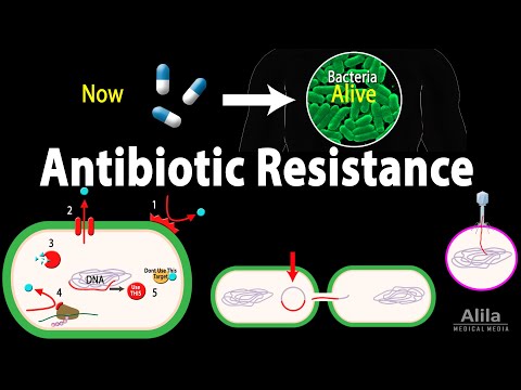 How are plasmids confer antibiotic resistance in bacteria?