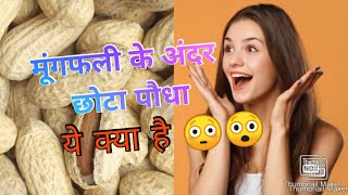 disection of peanut| Arachis hypogaea|cutting|relaxing sound|indian satisfying video| nature