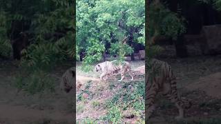 ఇంత పెద్ద పులి ని ఎప్పుడైన చూసారా? #tiger #viral #ttd3 #trending #zoo #viralreels #viralvideo #reels