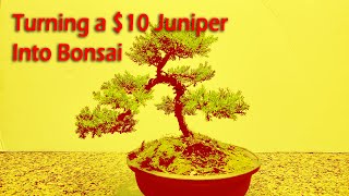 From Nursery Stock to Bonsai -  $10 Juniper Procumbens