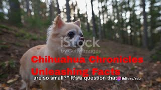 Chihuahua Chronicles  Unleashing Facts
