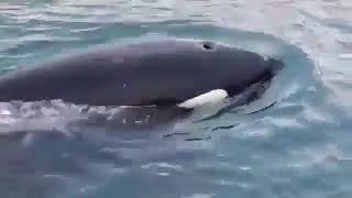 Otter jumps onto a speedboat for safety from whale, best otter comedy video of 2022 #shorts