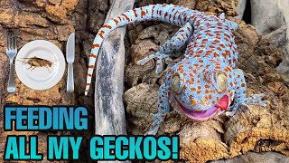 FEEDING MY PET GECKOS! (Tokays, Leachianus, leaf tails and more!)