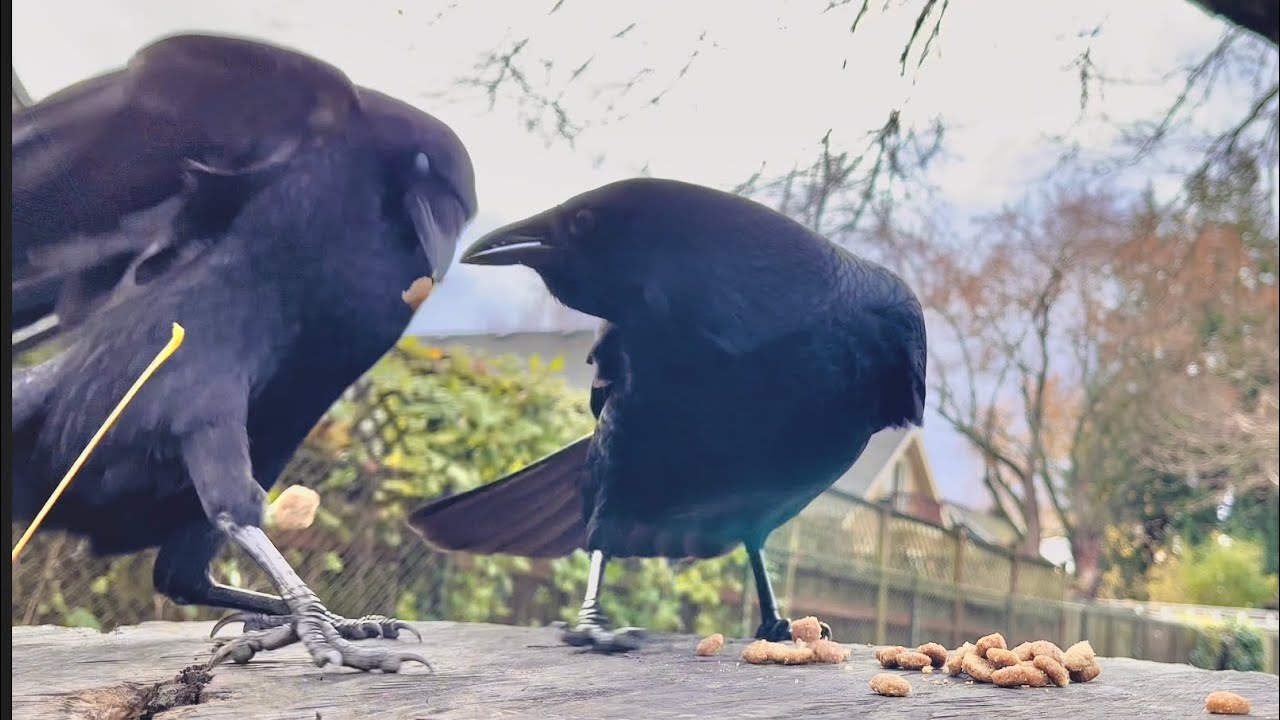 Crow Cam Stumptown Youtube