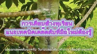 การเสียบข้างทุเรียน แนะเทคนิคเคล็ดลับที่มือใหม่ต้องรู้