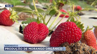 Agronegócio: produtores apostam em morango orgânico na região de Ribeirão Preto