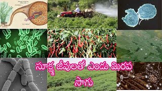 సూక్ష్మ జీవులతో ఎండు మిరప సాగు || #redchillicultivation #organicchillitrading