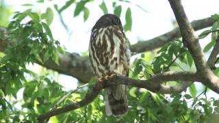 「大けやき」のアオバズク:青葉木菟、Ninox scutulata:2011