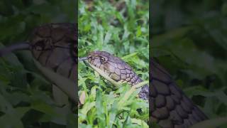 🐍 விஷப் பாம்பு கடித்தால்… Don’t do this Mistake‼️ #snake #snakebite #Wild #kingcobra