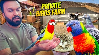 Birds of Madina Private Birds Farm | Village in City | Parrots 🦜 Pigeons 🕊