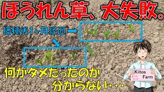 【大失敗】ほうれん草、発芽したけど、全く生長しない。