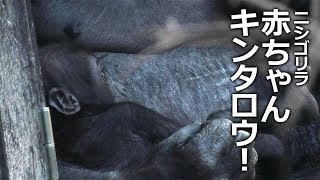 【4K】ゴリラ ゲンキお母さんとキンタロウ 京都市動物園 Western Lowland Gorilla “Genki” mother and “Kintaro” Kyoto City Zoo