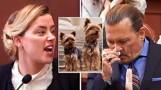 NEW DETAILS: Amber Heard STOLE And Executed Johnny Depp's Dog!