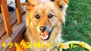 可愛い過ぎて、去りがたいピースくん(いつも行く美容師さんの愛犬)🐶💞😊(8月2日)