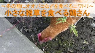 小さな雑草を食べる鶏さん～冬の前に小さなオオバコなどを食べるニワトリ～