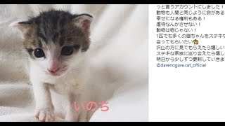 ダレノガレ明美が保護猫アカウント開設　同日の「セクシー写真」とのギャップに萌える