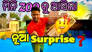 ମିନି ZOO କୁ ଆସିଲା ନୂଆ Surprise ଚଢ଼େଇ || Pet lover  || Dog lover || animal lover || odia vlog || #80