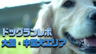 新横浜公園ドッグランレポート！【大型・中型犬エリア】