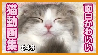 【面白猫動画】可愛くて癒される♪おもしろ猫動画集 #43