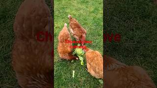 Chickens love to eat cabbage #ዶሮ #chicken