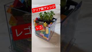 かわいい鉢カバーアレンジ★スタンダードプロダクツのクリア鉢を大掃除で発掘のレゴ #観葉植物 #植物のある暮らし