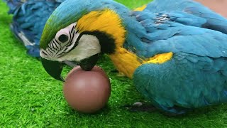 Macaw playing time | vertical live | Mehtab's Parrot |