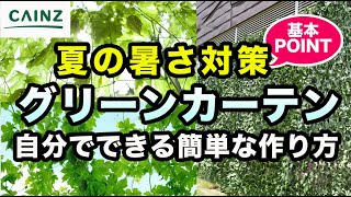 グリーンカーテンの作り方｜初心者でも安心！日除けになる緑のカーテンを作ろう｜暑さ対策【カインズHOWTO】