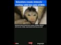 scientists create chimeric monkey with two sets of dna shorts