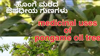 Medicinal uses of pongame oil tree ಹೊಂಗೆ ಮರದ ಔಷಧೀಯ ಗುಣಗಳು